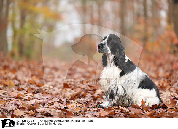 English Cocker Spaniel im Herbst / English Cocker Spaniel in autumn / KB-06531