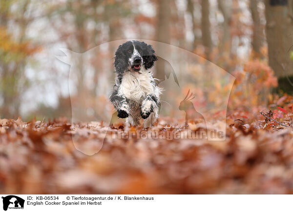 English Cocker Spaniel im Herbst / English Cocker Spaniel in autumn / KB-06534