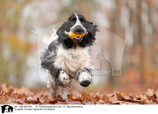 English Cocker Spaniel im Herbst / English Cocker Spaniel in autumn / KB-06536
