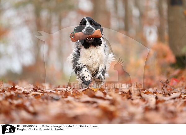 English Cocker Spaniel im Herbst / English Cocker Spaniel in autumn / KB-06537