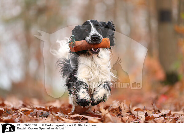 English Cocker Spaniel im Herbst / English Cocker Spaniel in autumn / KB-06538