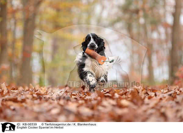 English Cocker Spaniel im Herbst / English Cocker Spaniel in autumn / KB-06539