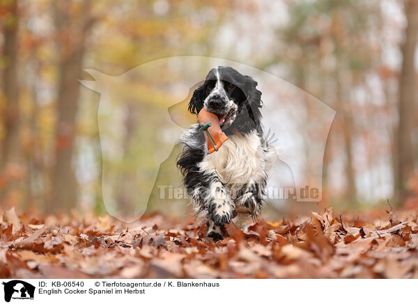 English Cocker Spaniel im Herbst / English Cocker Spaniel in autumn / KB-06540