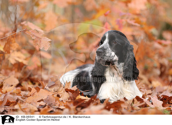 English Cocker Spaniel im Herbst / English Cocker Spaniel in autumn / KB-06541