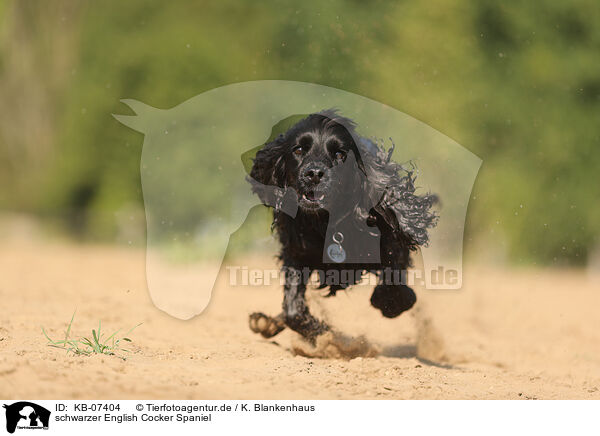 schwarzer English Cocker Spaniel / black English Cocker Spaniel / KB-07404