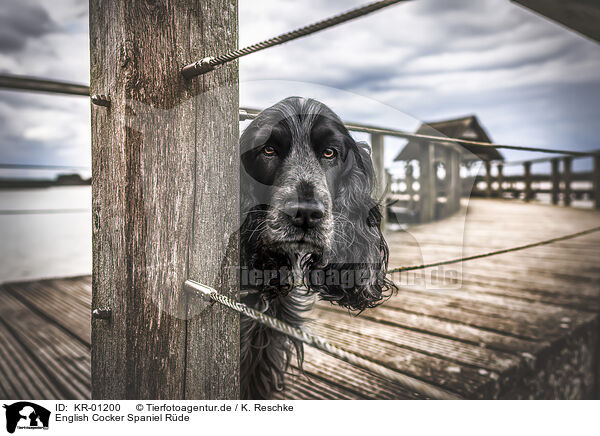 English Cocker Spaniel R�de / male English Cocker Spaniel / KR-01200