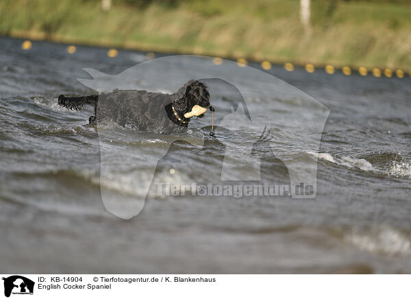 English Cocker Spaniel / KB-14904