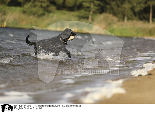 English Cocker Spaniel / KB-14905