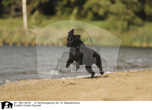 English Cocker Spaniel / KB-14918