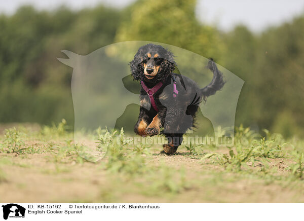 English Cocker Spaniel / English Cocker Spaniel / KB-15162
