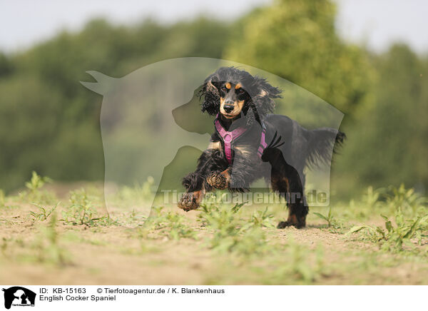 English Cocker Spaniel / English Cocker Spaniel / KB-15163