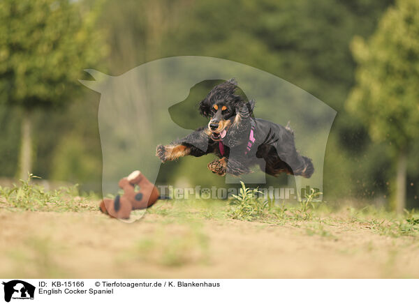 English Cocker Spaniel / English Cocker Spaniel / KB-15166