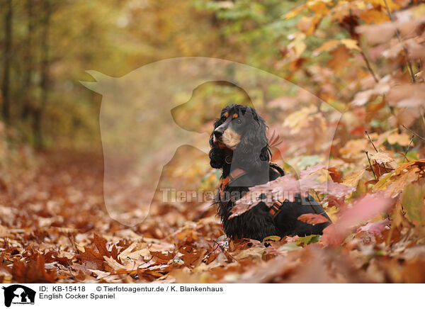 English Cocker Spaniel / English Cocker Spaniel / KB-15418