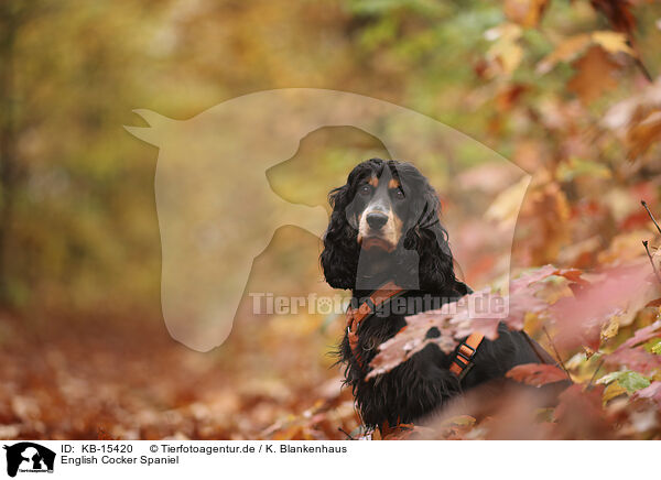 English Cocker Spaniel / English Cocker Spaniel / KB-15420