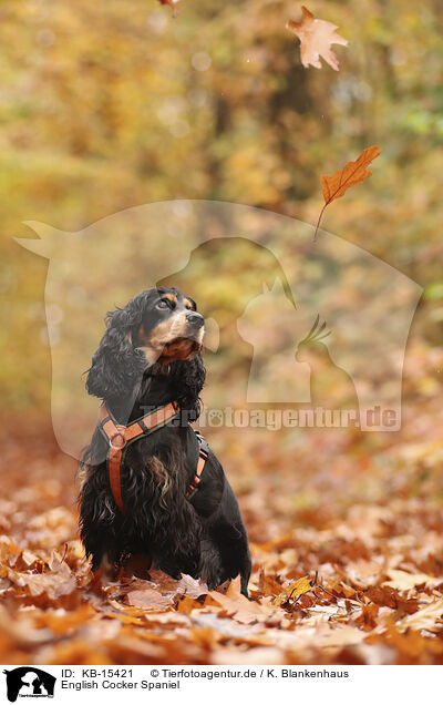 English Cocker Spaniel / English Cocker Spaniel / KB-15421