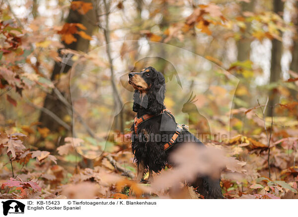 English Cocker Spaniel / English Cocker Spaniel / KB-15423