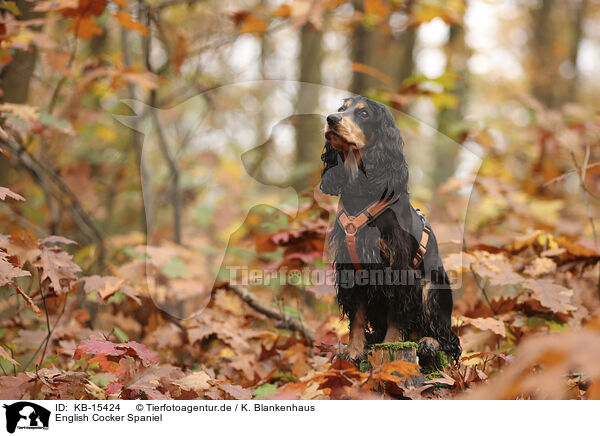 English Cocker Spaniel / English Cocker Spaniel / KB-15424