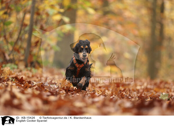 English Cocker Spaniel / English Cocker Spaniel / KB-15426