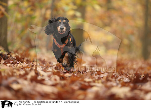 English Cocker Spaniel / English Cocker Spaniel / KB-15427