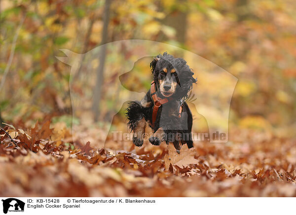 English Cocker Spaniel / KB-15428