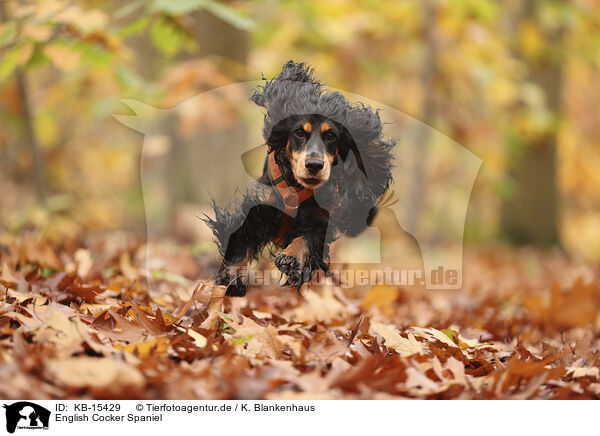 English Cocker Spaniel / English Cocker Spaniel / KB-15429