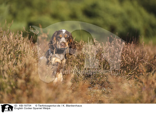English Cocker Spaniel Welpe / English Cocker Spaniel Puppy / KB-18754