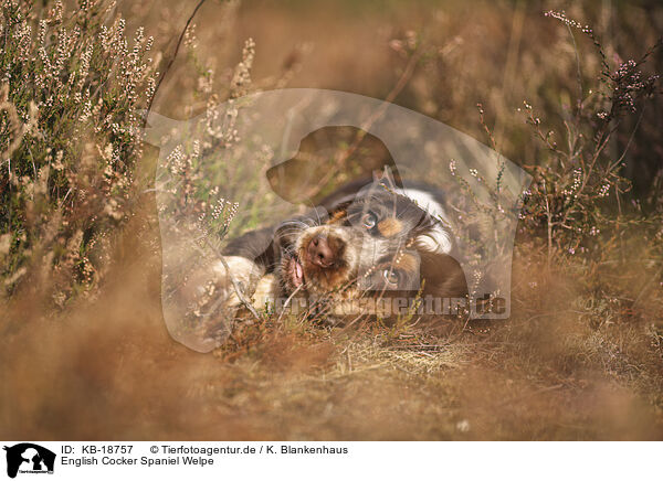 English Cocker Spaniel Welpe / English Cocker Spaniel Puppy / KB-18757