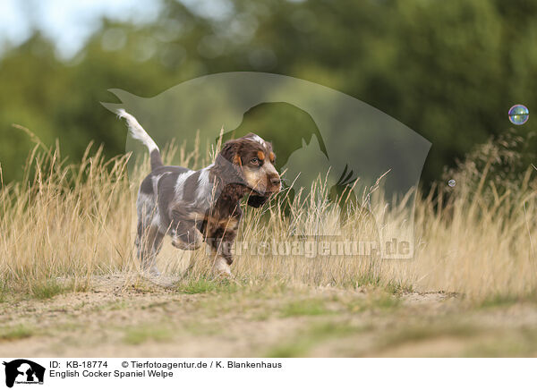 English Cocker Spaniel Welpe / English Cocker Spaniel Puppy / KB-18774