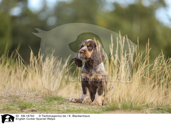 English Cocker Spaniel Welpe / English Cocker Spaniel Puppy / KB-18782