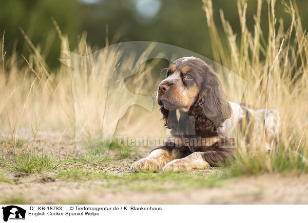 English Cocker Spaniel Welpe / English Cocker Spaniel Puppy / KB-18783