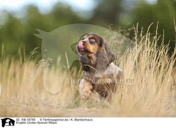 English Cocker Spaniel Welpe / English Cocker Spaniel Puppy / KB-18785