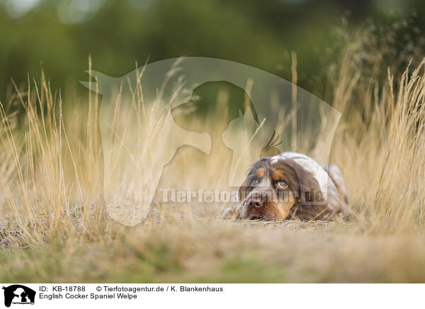 English Cocker Spaniel Welpe / English Cocker Spaniel Puppy / KB-18788