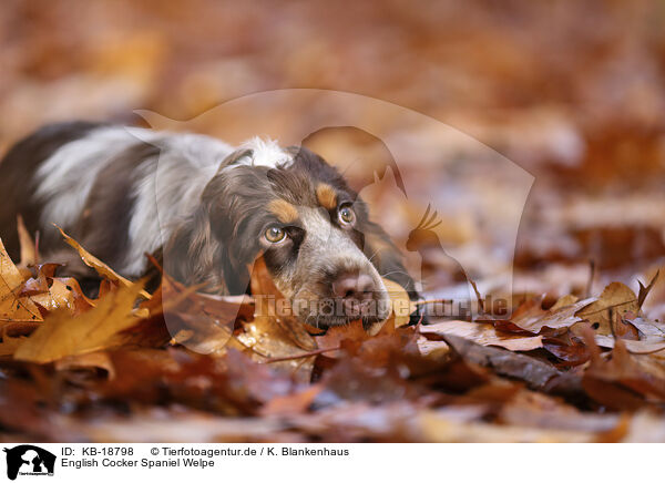 English Cocker Spaniel Welpe / English Cocker Spaniel Puppy / KB-18798