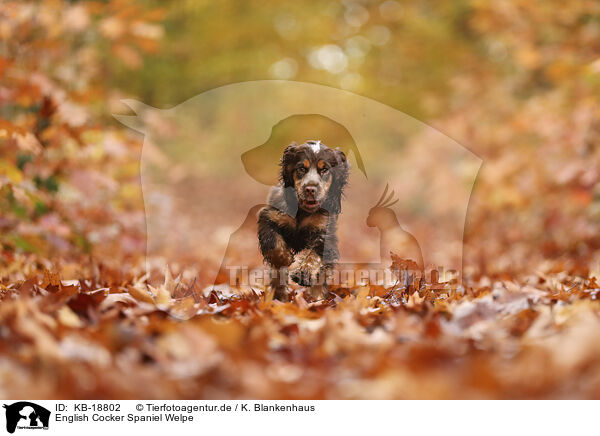 English Cocker Spaniel Welpe / English Cocker Spaniel Puppy / KB-18802