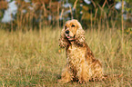 sitzender English Cocker Spaniel