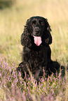 sitzender English Cocker Spaniel