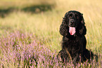 sitzender English Cocker Spaniel