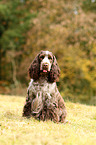 sitzender English Cocker Spaniel