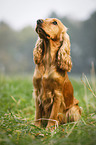 sitzender English Cocker Spaniel