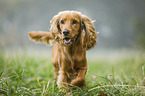rennender English Cocker Spaniel