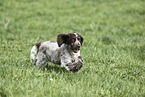 junger English Cocker Spaniel