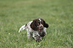 junger English Cocker Spaniel