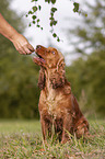 sitzender English Cocker Spaniel