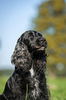 English Cocker Spaniel Portrait