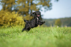rennender English Cocker Spaniel