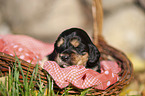 English Cocker Spaniel Welpe im K�rbchen