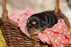 English Cocker Spaniel Welpe im K�rbchen