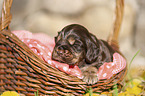 English Cocker Spaniel Welpe im K�rbchen