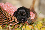 English Cocker Spaniel Welpe im K�rbchen