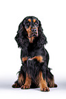 sitzender English Cocker Spaniel